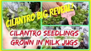 Cilantro Big Reveal - Winter Sowing Cilantro Grown in Milk Jugs Mini Greenhouses