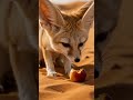 How do fennec fox survive the hot desert? #pslescience #primaryscience #fennecfox #desertanimals