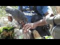 Daystate huntsman 54 joules chasse pintades majunga madagascar