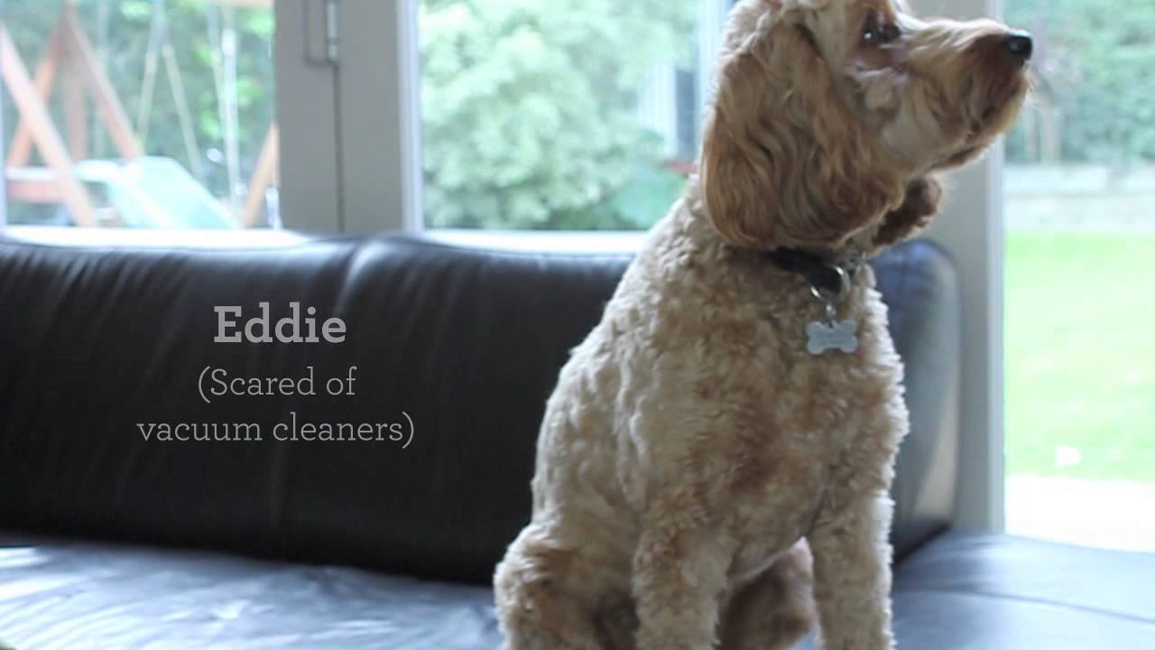 jim's carpet cleaning perth YouTube