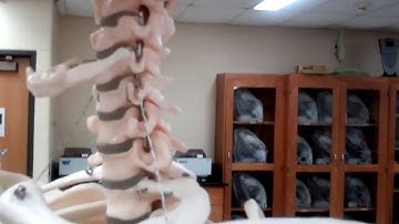 Axial Skeleton: Part 2 - The vertebra and thoracic cage