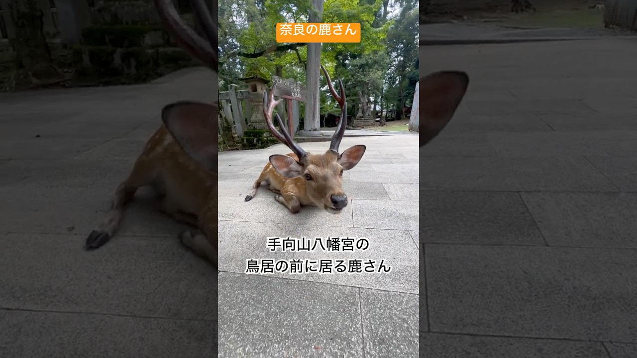 鹿さんチューブ #お鹿つ #推鹿つ #おせんべいどうぞ #手向山八幡宮