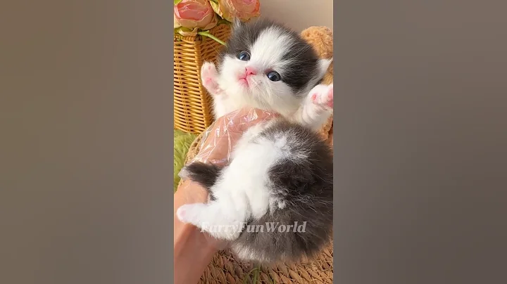 Video 9373141: funny cats kittens meowing, cats kittens meowing cute, cat cute funny adorable, cute funny cat show, kittens amazing