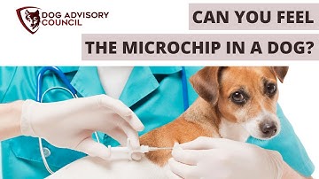 Can You Feel The Microchip in a Dog?