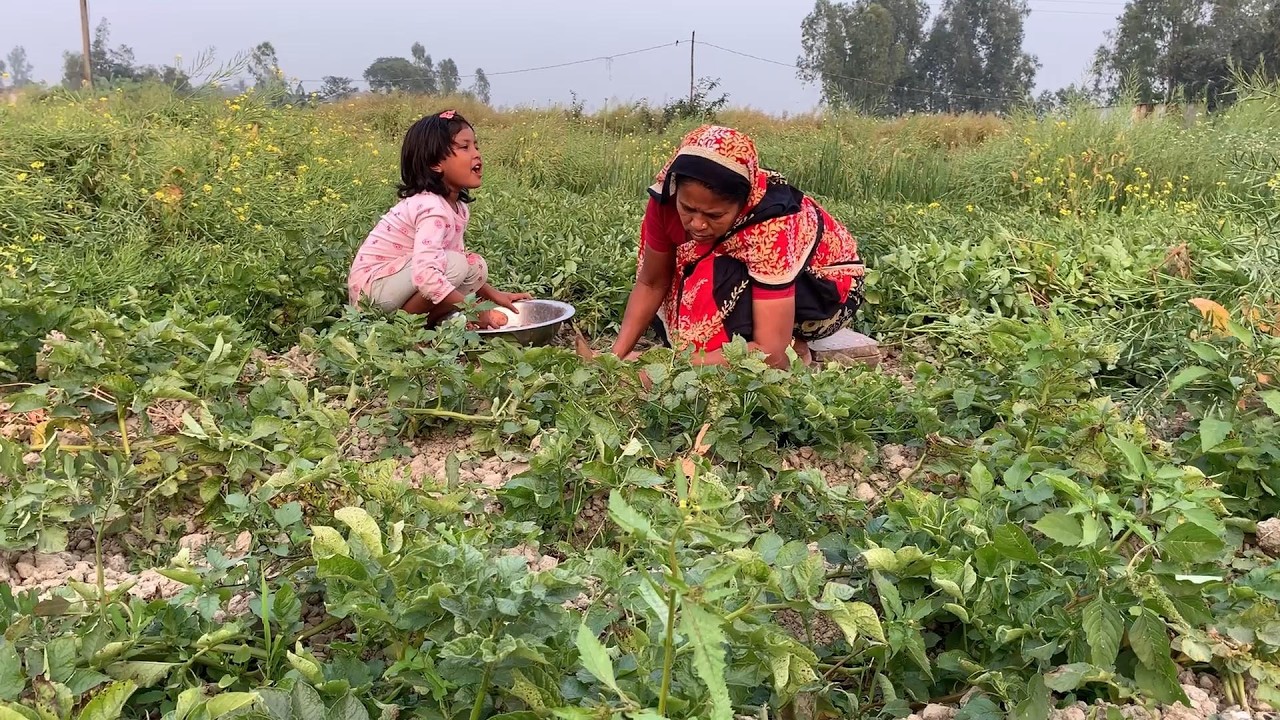 আমাদের ফার্মের আলু কেমন হল 😍#কৃষিকাজ