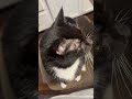 Respect To Franky And Miss Kitty