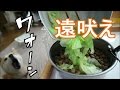 柴犬小春　ついに遠吠え！納豆と春キャベツ^^【ASMR】音フェチ・飯テロ
