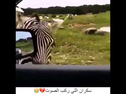حمار وحش ضحك