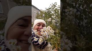 ВСЕМ ПРИВЕТ. КАРИНА А. ДЛЯ,ВАС. 🏙  ПЕРМЬ 🇷🇺   РОМАШКИ  И МАТУГКА 🌏  🇷🇺  ПЕРМЬ ГАЙВА. 😘