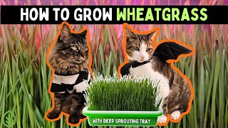 How to Grow Wheatgrass at Home with Deep Sprouting Tray Kit | Easy Guide | Soilless | Cat Grass