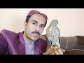 Live Meeting With Falconers 06-11-2022 with Raptors Today