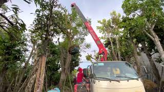 Kỹ Thuật Cẩu Cây Công Trình An Toàn