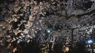 まるで星が降るよう　六義園 しだれ桜ライトアップ