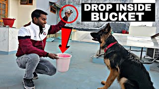 Dog Training - Train your Dog 'Drop inside Bucket' (Dog training Commands / tricks in Hindi) by SMART DOG TRAINING 6,821 views 1 month ago 8 minutes, 35 seconds