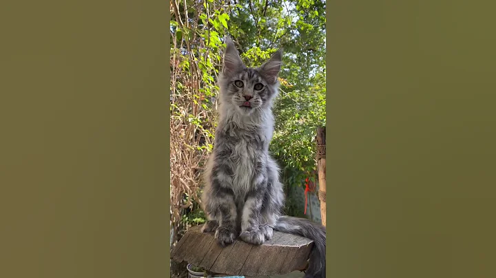 Video 11646581: tabby maine coon cat, silver tabby maine coon