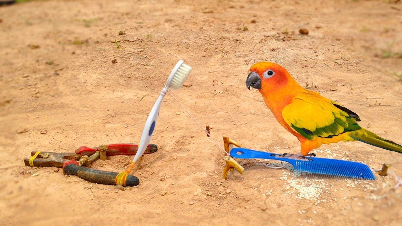 Simple DIY Bird Trap Technology Make from Toothbrush​​​ That Work 100% - How To Make Bird Trap - YouTube