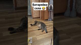 Кошатина #кот #tiktok #cat #video #cats #коты #тикток #смех #shortsvideo #shortvideo #shorts #short