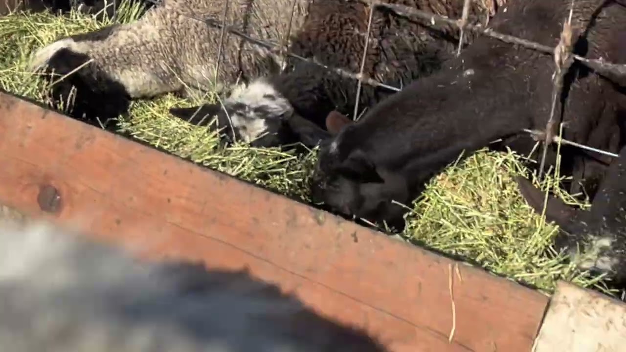 Como alimentar borregas sin desperdiciar la alfalfa