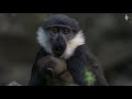 Baby L&#39;Hoest&#39;s Monkey | Edinburgh Zoo