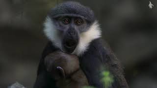 Baby L&#39;Hoest&#39;s Monkey | Edinburgh Zoo