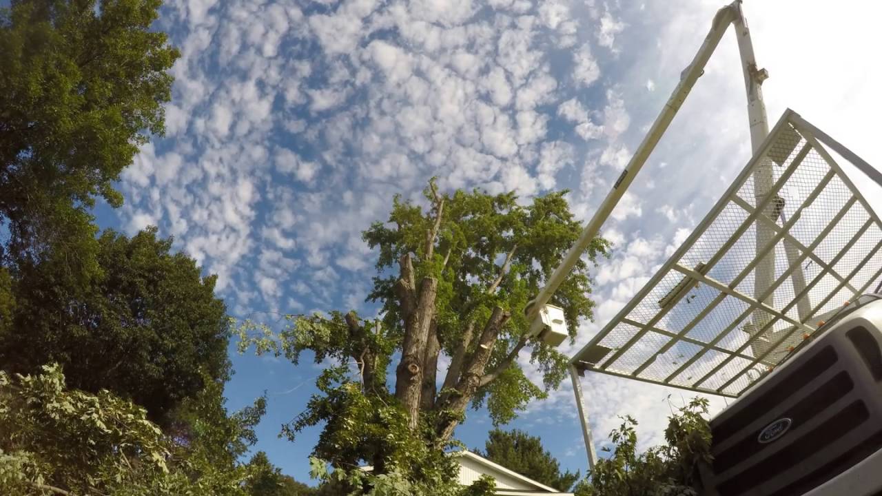 Time - Lapse Tree removal - YouTube