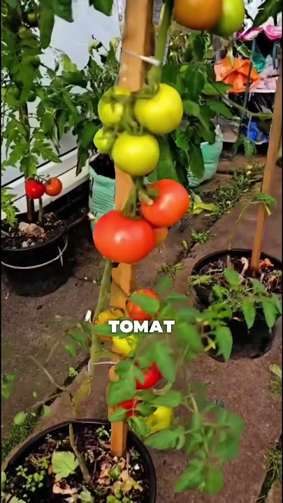 Creative planting of tomatoes in pots produces abundant fruit #shorts