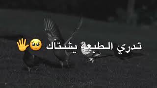 يكلبي احبابك ابعاد دمعك مايردهم 😔 حالات واتساب حزينه عن الفراق 💔 ستوريات انستا اجمل نغمة رنين