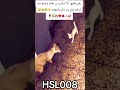 سبحانك يالله رغم إصابتها وصعوبة حركتها الا ان أخرجت الطعام من فمها لصغارها رفضت يكون صغارها جياعا