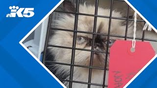 8 Persian cats rescued from overheating U-Haul truck