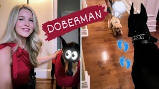 Can you imagine what owning a Doberman in 2022 would be like? by SCHNAUZERS FRIENDS CLUB 146 views 2 years ago 3 minutes, 45 seconds
