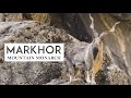 Markhor documentary i wildlife documentary