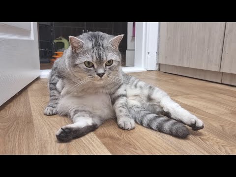 Шикарный и великолепный шотландский кот / Папа кот Боник