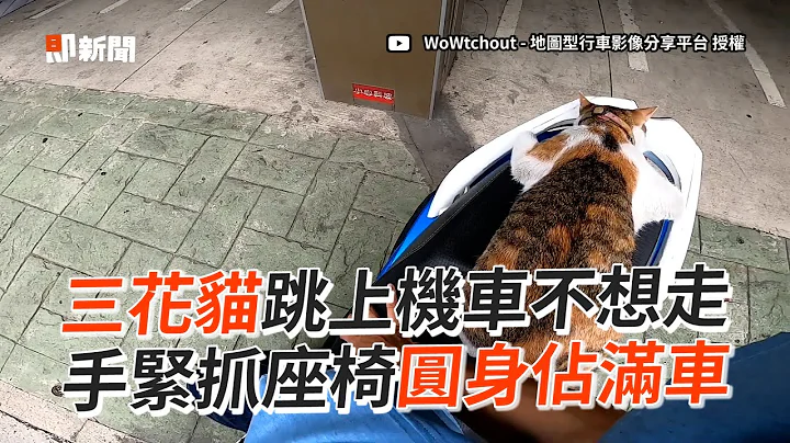 三花猫手手紧抓机车！浑圆胖肚占满后座：兜风囉～｜流浪猫｜浪浪 - 天天要闻
