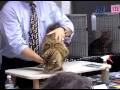 Champion American Bobtail Cat の動画、YouTube動画。