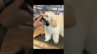 Grooming Guide  Expert Tips for Shaving a Poodle Face