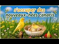 S'occuper des nouveaux-nées canaris الاعتناء بفراخ الكناري من الفقص إلى مرحلة الطيران
