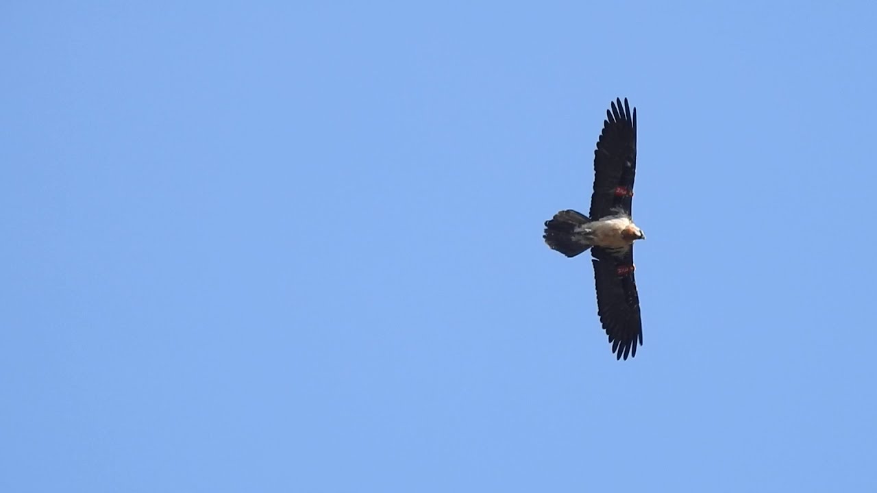 El quebrantahuesos en el Barranc dels Horts (espacio natural gestionado por Fundació Caixa Castelló)