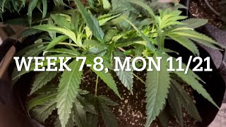 #420GTGT Afgoo OD - week 7-8