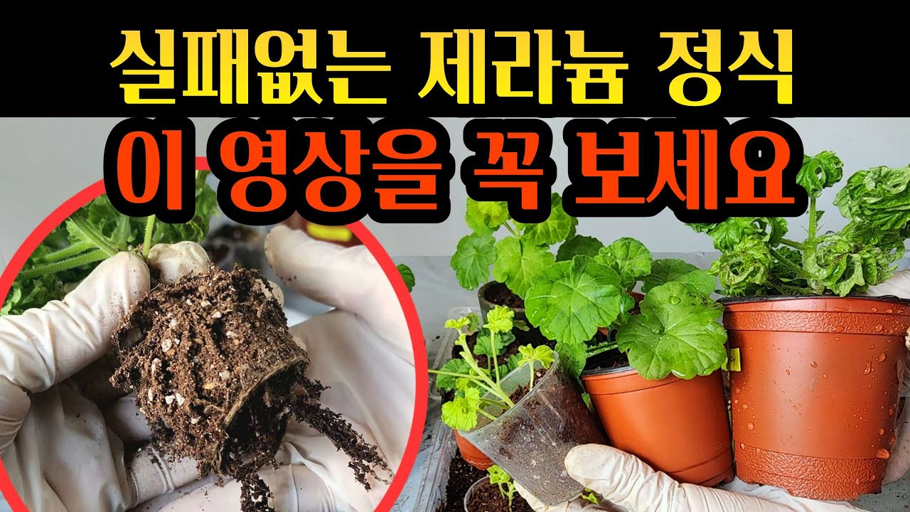 [4K] 제라늄 삽목 후 정식하고 자꾸 실패한다면 이 영상을 꼭 끝까지 봐주세요, 삽목과 정식의 계절, 겨울은 제라늄 가드닝의 게절입니다 #제라늄 #pelargonium