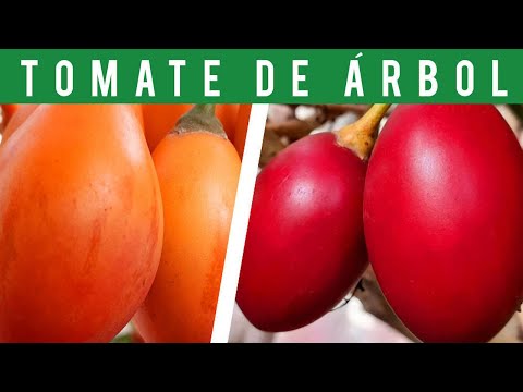 Video: Tamarillo tomattrepleie - informasjon om dyrking av tretomater