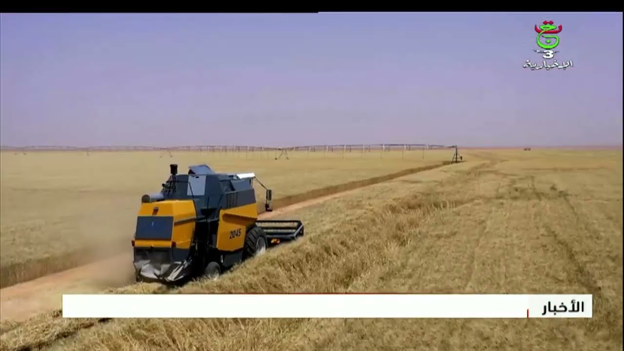 أدرار - موسم حصاد وافر..  قرابة 8 آلاف هكتار من الذرة الحبيبية
