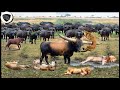 Herd Of Ferocious Buffalo Assaulted Lion Very Brutally, Unlucky Day Of Lion