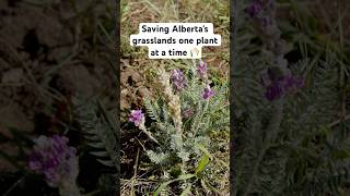 Saving Alberta’s Grasslands… One Plant at a Time 🌾 #alberta #grasslands @emeraldfoundation