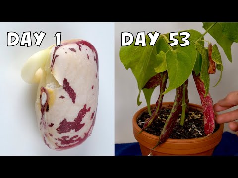 53-Day Time Lapse Growing Borlotti Bean from Seeds