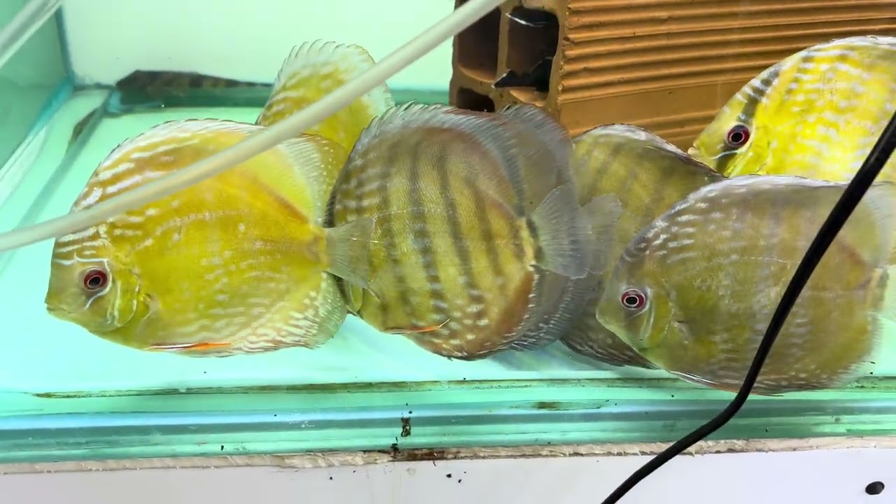 Peixes da semana 11/12 parte 1/4 vejam os outros na sequência ! 