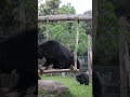 Michael and Joy 😂🐻 #moonbear #animalsasia #kindnessinaction #rescue #fun #play #cute