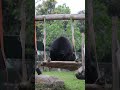Michael and Joy 😂🐻 #moonbear #animalsasia #kindnessinaction #rescue #fun #play #cute
