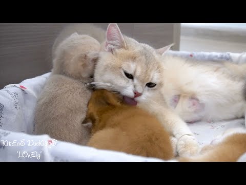 The Mom cat's nursing calls and grooming sounds overflow with love || Cute animal videos.