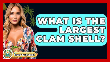 What Is The Largest Clam Shell? - Beach Tour Guide