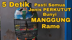 Suara PANCINGAN Burung PERKUTUT LOKAL Manggung GACOR Untuk MASTERAN Dan PIKAT  - Durasi: 36:25. 